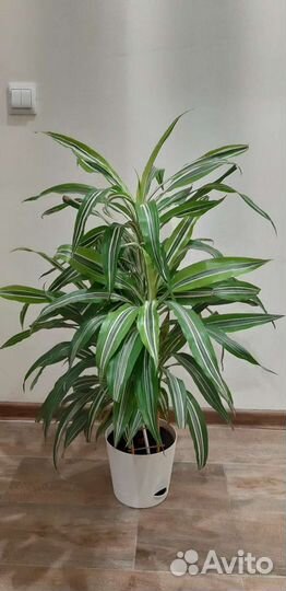 Цветок домашний (Драцена )