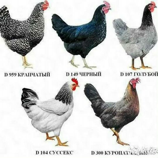 Куры несушки доминант