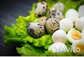 Перепела, инкубационное яйцо