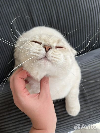 Вязка кота (вислый ух)