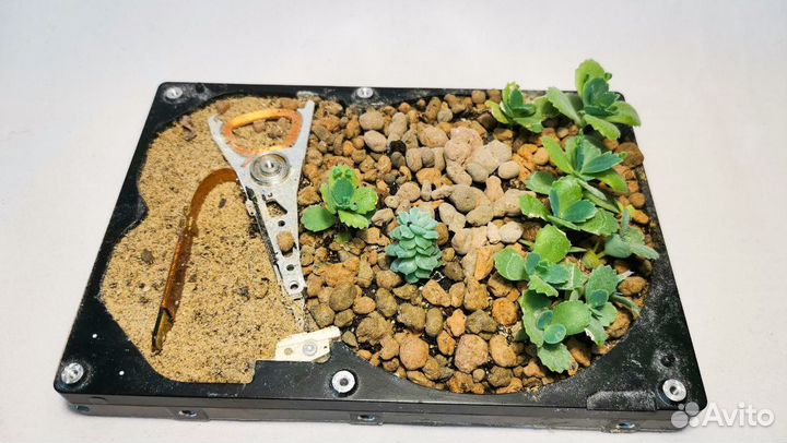 Флорариум жёсткий диск