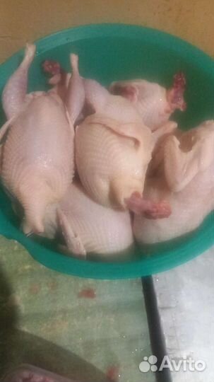 Мясо перепела