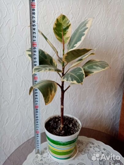 Фикусы Белиз, Тинеке, Мелони, Даниэль