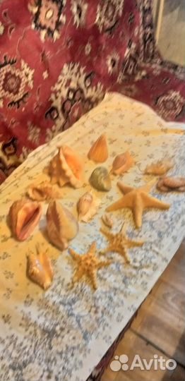 Ракушки и морские звезды