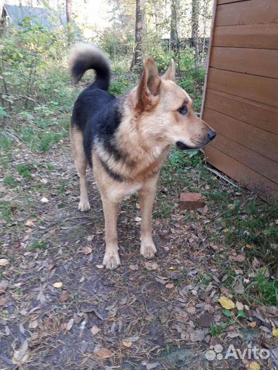 Собака в добрые руки