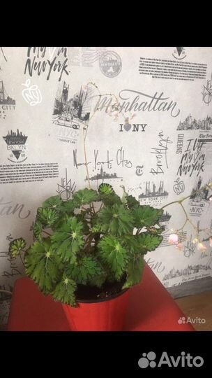 Бегония тигровая