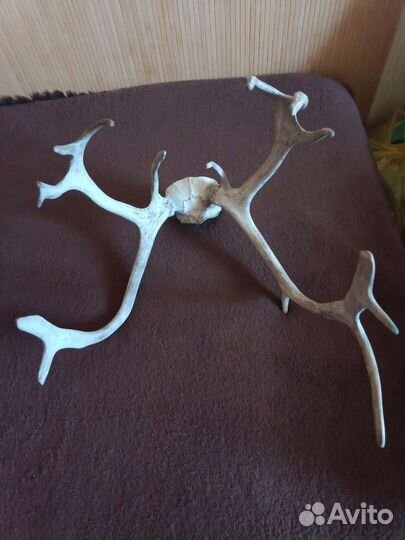 Рога оленя