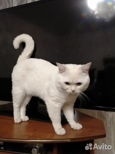 Вязка,Шотландский прямоухий кот