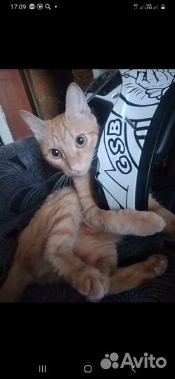 Котик в дар