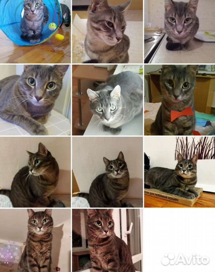 Кошка