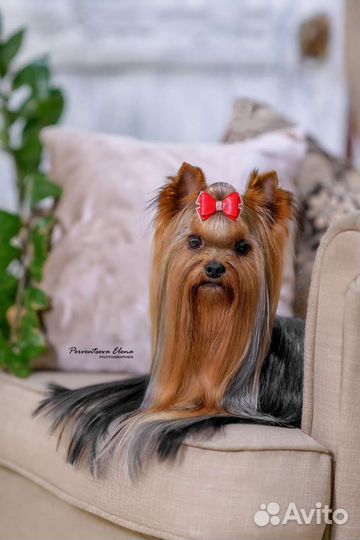 Йоркширский терьер. Вязка