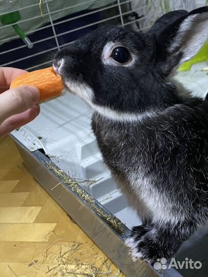 Передержка кролика