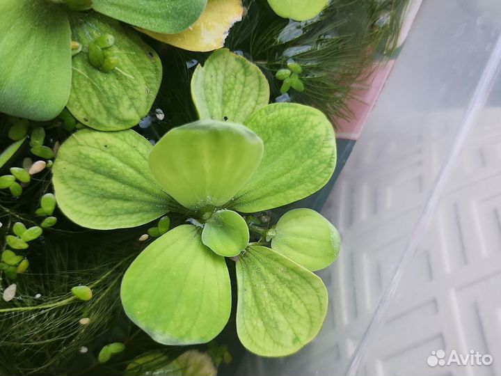 Аквариумное растение