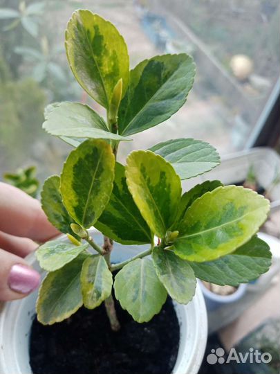 Бересклеты Японские и Самшит