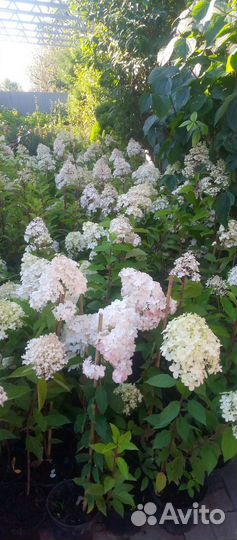 Гортензия метельчатая, лапчатка монарда