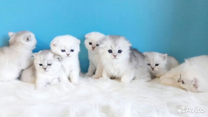 Вислоухие котята шиншилки