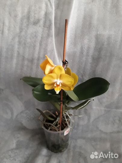 Фаленопсис Лас Вегас