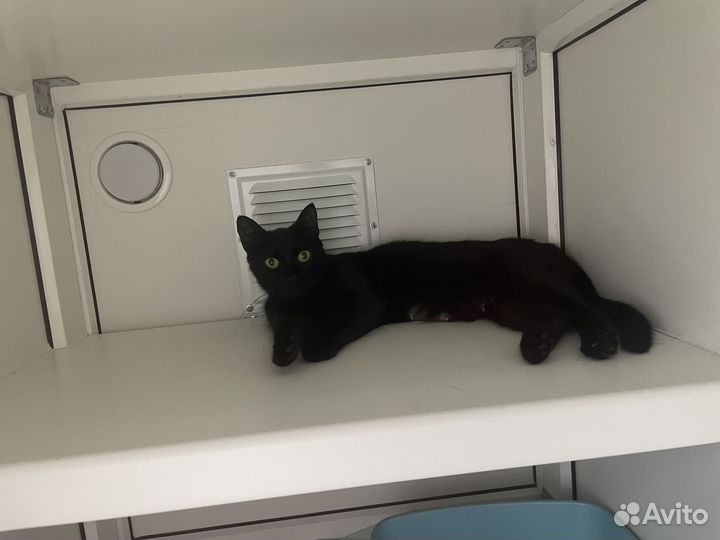 Передержка животных, стационар