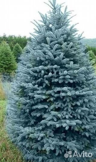 Крупномер голубой ели