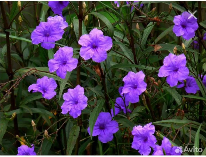 Монстера. Руэлия