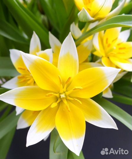 Сортовые тюльпаны, луковички