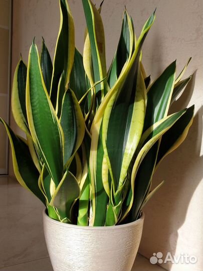 Сансевиерия сортовая Ханни Крео