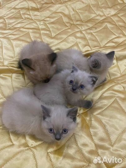 Шотландские вислоухие котята