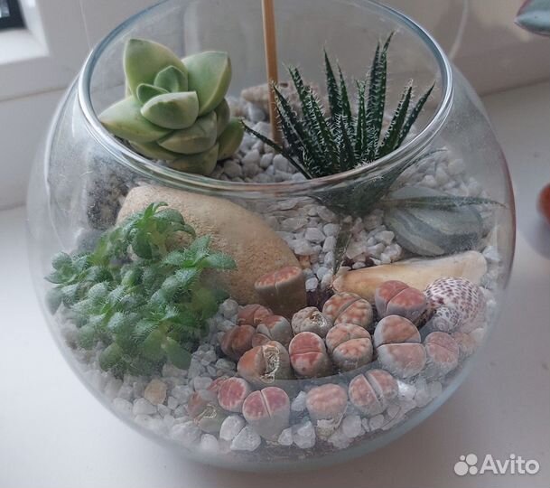 Композиции из суккулентов