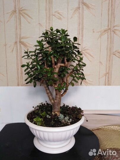 Крассула толстянка денежное дерево