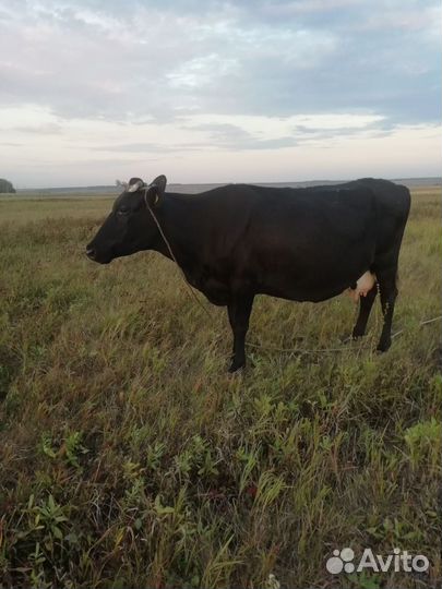 Корова стельная