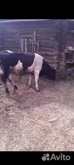 Продам бычка