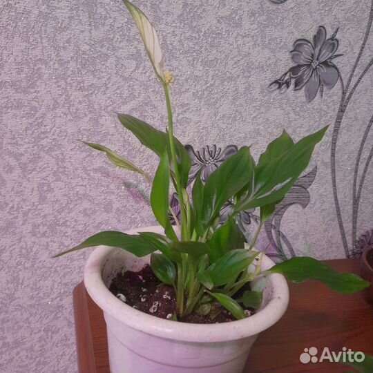 Спатифиллум