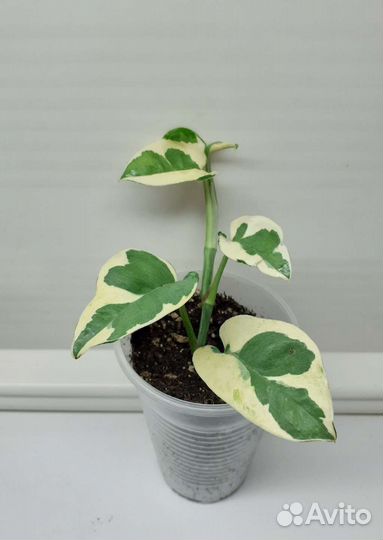 Фикус, бегония, плющ, филодендрон, традесканция