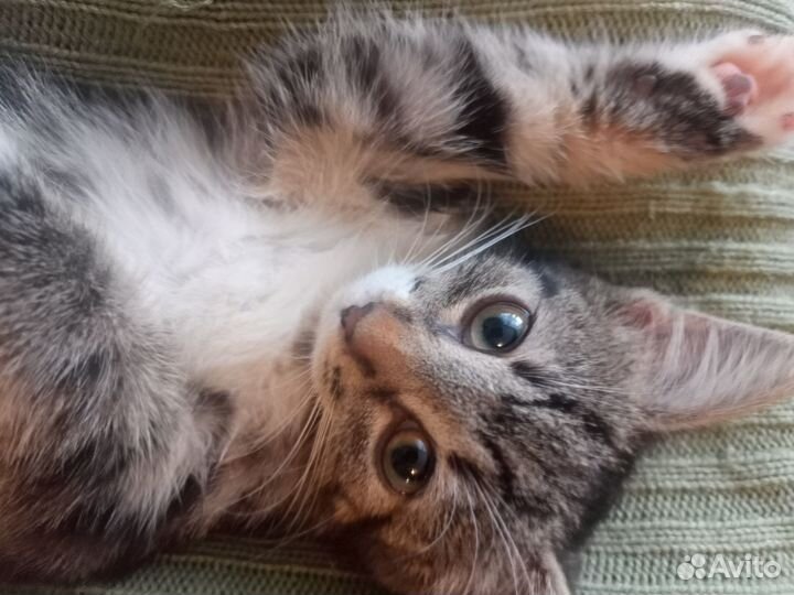 Котенок в добрые руки