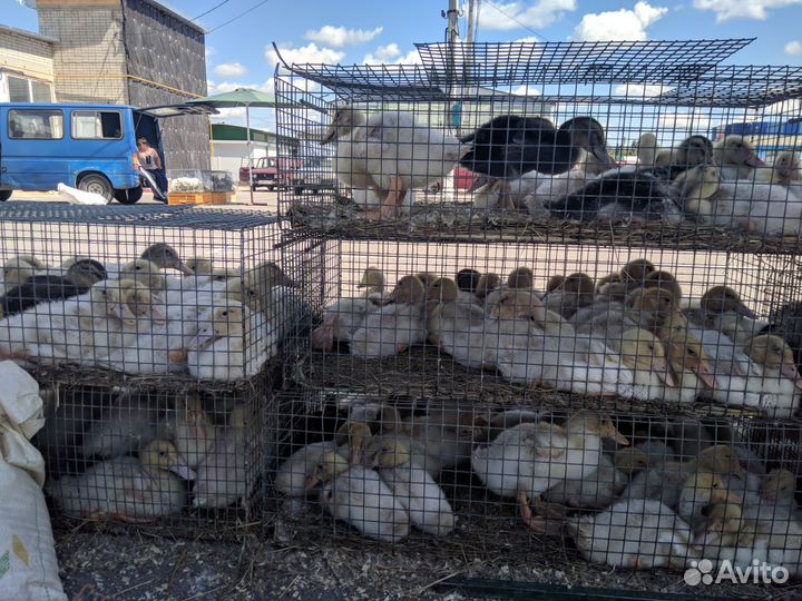 Утка, бройлер, гусь