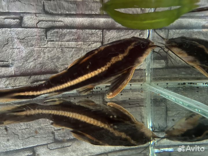 Аквариумные рыбки сомики