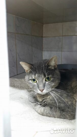 Спасите кошку Машу