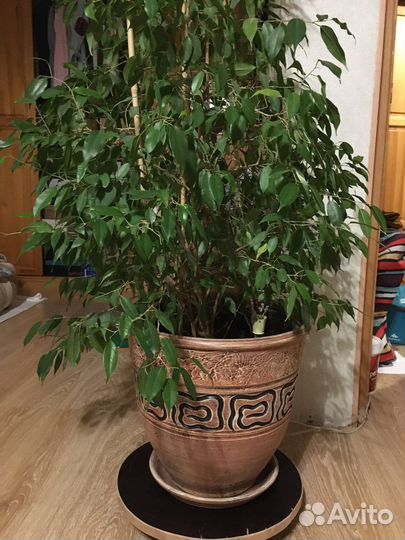 Фикус бенджамина большой
