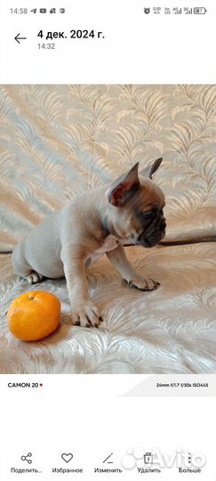 Французский бульдог щенки