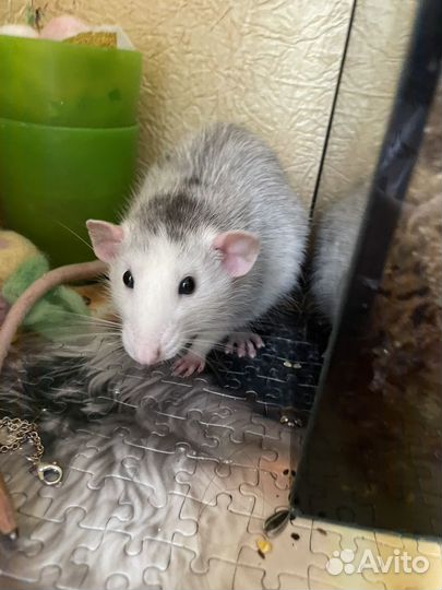 Крыса дамбо