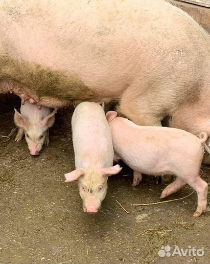 Поросенок ландрас, крупная белая