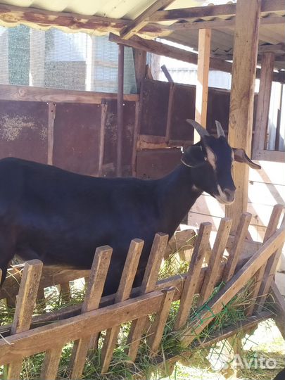 Альпийские козы