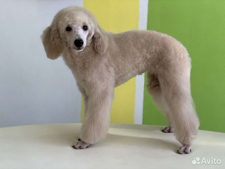 Груминг/Стрижки/Тримминг/Экспресс-линька