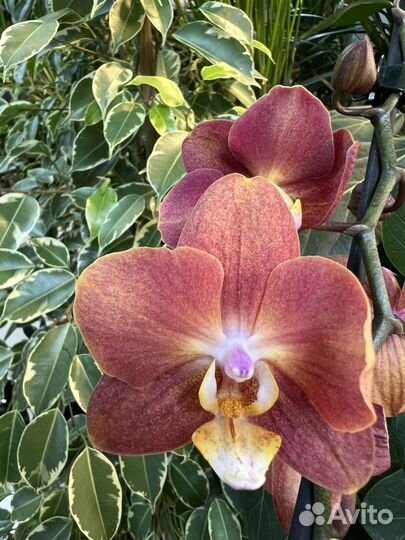 Орхидея фаленопсис Горизонт