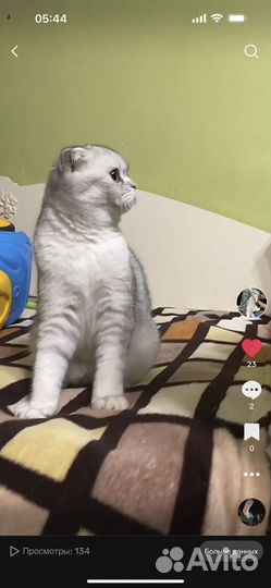 Шотландская серебристая шиншилла вислоухая