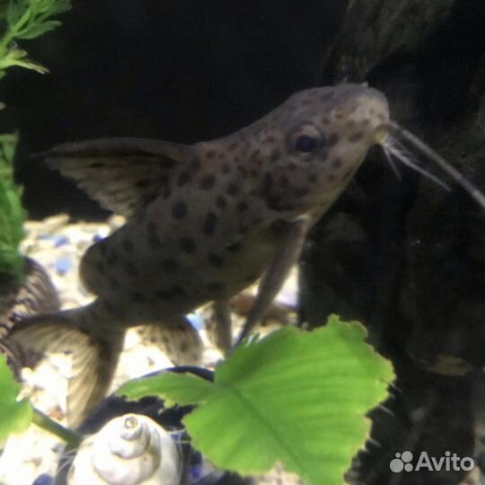 Аквариумные рыбки