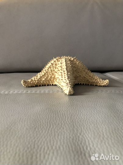 Морская звезда Карибы