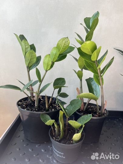 Сансевиерия