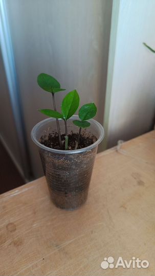 Домашние растения