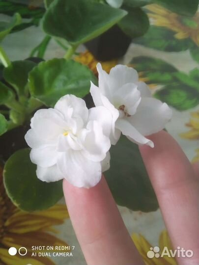 Фиалка белая